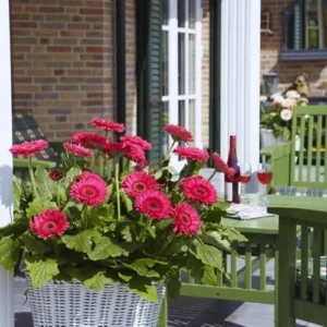 Gerbera Daisy Live Plants - 3 Pack Pink Flower Plants - Garden & Home Decor