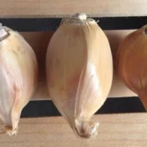 Giant Elephant Garlic Bulbs - 1 Pound - Planting Garlic Outdoors