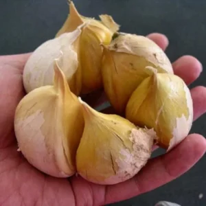 Giant Elephant Garlic Bulbs - 1 Pound - Planting Garlic Outdoors