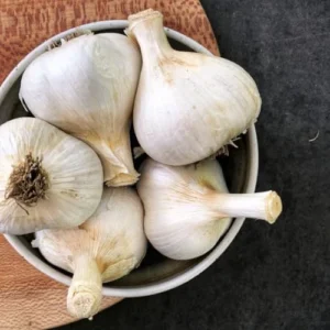 Giant Elephant Garlic Bulbs - 1 Pound - Planting Garlic Outdoors