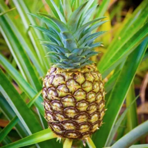 Gold Pineapple Plant Live - 2 Pack - Sweet Fruit Tree - Tropical Seedling 5-8 Inch