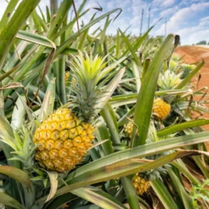 Gold Pineapple Plant Live - 2 Pack - Sweet Fruit Tree - Tropical Seedling 5-8 Inch