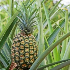 Gold Pineapple Plant Live - 2 Pack - Sweet Fruit Tree - Tropical Seedling 5-8 Inch