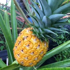 Gold Pineapple Plant Live - 2 Pack - Sweet Fruit Tree - Tropical Seedling 5-8 Inch