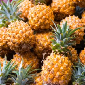 Gold Pineapple Plant Live - 2 Pack - Sweet Fruit Tree - Tropical Seedling 5-8 Inch