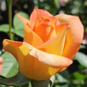 Gold Rose Live Plant - Fragrant Heirloom Rose Bush Ready to Plant