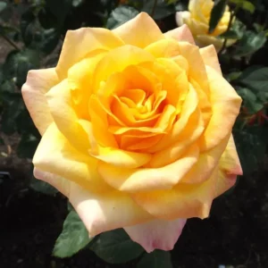 Gold Rose Live Plant - Fragrant Heirloom Rose Bush Ready to Plant