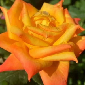 Gold Rose Live Plant - Fragrant Heirloom Rose Bush Ready to Plant