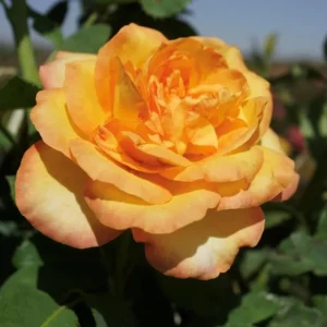 Gold Rose Live Plant - Fragrant Heirloom Rose Bush Ready to Plant