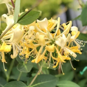 Gold White Honeysuckle Live Plant - Climbing Vine - 2.5" Pot - Fragrant