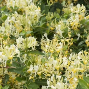 Gold White Honeysuckle Live Plant - Climbing Vine - 2.5