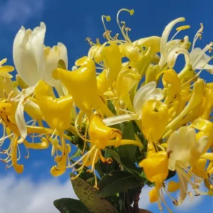 Gold White Honeysuckle Live Plant - Climbing Vine - 2.5