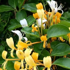 Gold White Honeysuckle Live Plant - Climbing Vine - 2.5