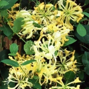 Gold White Honeysuckle Live Plant - Climbing Vine - 2.5