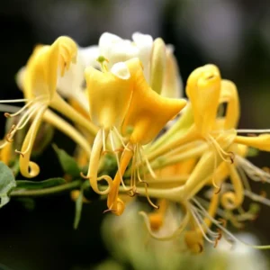 Gold White Honeysuckle Live Plant - Climbing Vine - 2.5