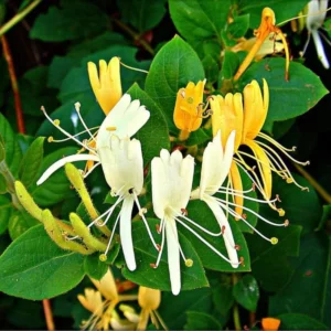 Gold White Honeysuckle Plants Live - Set of 2 Climbing Vines in 2.5 Inch Pots