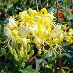 Gold White Honeysuckle Plants Live - Set of 2 Climbing Vines in 2.5 Inch Pots