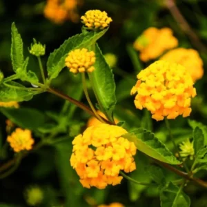 Gold Yellow Lantana Plants - 2 Live Plants - 4 Inch Pot - Outdoor Perennial Flowers