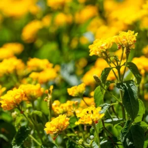 Gold Yellow Lantana Plants - 2 Live Plants - 4 Inch Pot - Outdoor Perennial Flowers