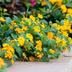 Gold Yellow Lantana Plants - 2 Live Plants - 4 Inch Pot - Outdoor Perennial Flowers