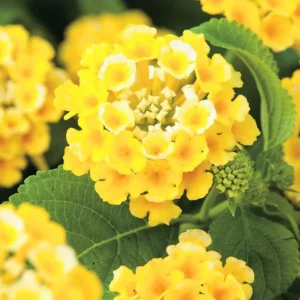 Gold Yellow Lantana Plants - 2 Live Plants - 4 Inch Pot - Outdoor Perennial Flowers