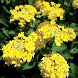 Gold Yellow Lantana Plants - 2 Live Plants - 4 Inch Pot - Outdoor Perennial Flowers