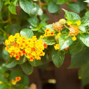 Gold Yellow Lantana Plants - 2 Live Plants - 4 Inch Pots - Butterfly Attracting Flowers