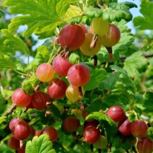 Gooseberry Bush Live Plant - Fruit Bareroot Outdoors - Spring Planting