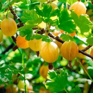 Gooseberry Bush Live Plant - Fruit Bareroot Outdoors - Spring Planting