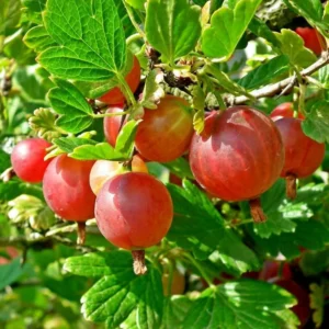 Gooseberry Bush Live Plant - Fruit Bareroot Outdoors - Spring Planting