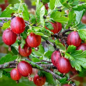 Gooseberry Bush Live Plant - Fruit Bareroot Outdoors - Spring Planting