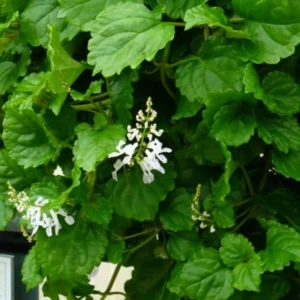 Green Swedish Ivy Plant - Live Potted Seedling - Indoor Houseplant