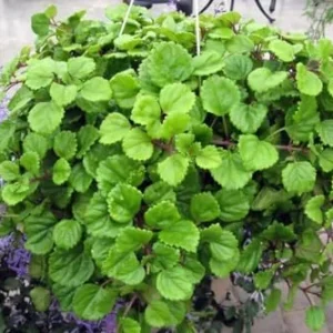 Green Swedish Ivy Plant - Live Potted Seedling - Indoor Houseplant