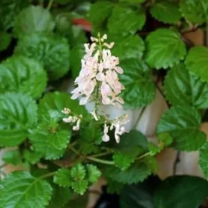 Green Swedish Ivy Plant - Live Potted Seedling - Indoor Houseplant