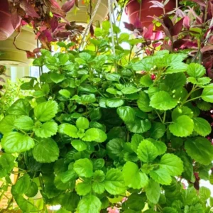 Green Swedish Ivy Plants - 2 Live Starter Plants - Indoor Vine House Plants