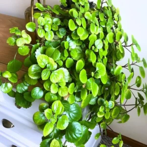 Green Swedish Ivy Plants - 2 Live Starter Plants - Indoor Vine House Plants