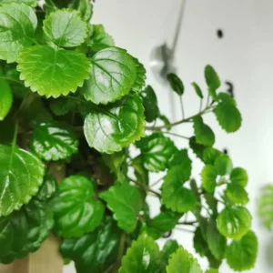 Green Swedish Ivy Plants - 2 Live Starter Plants - Indoor Vine House Plants