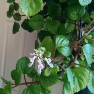 Green Swedish Ivy Plants Live - Plectranthus Seedling Indoor House Plant