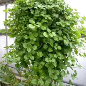 Green Swedish Ivy Plants Live - Plectranthus Seedling Indoor House Plant