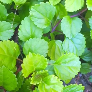 Green Swedish Ivy Plants Live - Plectranthus Seedling Indoor House Plant