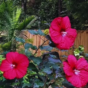 Hardy Red Hibiscus Plant Live - 8-10 Inch Tall Tropical Hibiscus Tree