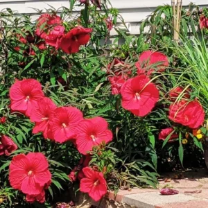 Hardy Red Hibiscus Plant Live - 8-10 Inch Tall Tropical Hibiscus Tree