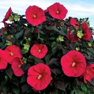 Hardy Red Hibiscus Plant Live - 8-10 Inch Tall Tropical Hibiscus Tree