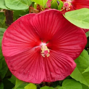 Hardy Red Hibiscus Plant Live - 8-10 Inch Tall Tropical Hibiscus Tree