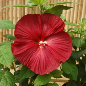 Hardy Red Hibiscus Plant Live - 8-10 Inch Tall Tropical Hibiscus Tree