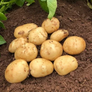 Heirloom Potato Seeds - True Vegetable Seeds for Growing