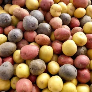 Heirloom Potato Seeds - True Vegetable Seeds for Growing