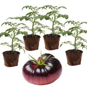 Heirloom Tomato Plants Live - 4 Pack - Garden Ready - 6-8 Inch