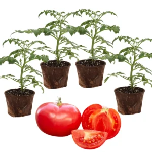 Heirloom Tomato Plants Live - 4 Pack - Garden Ready - 6-8 Inch