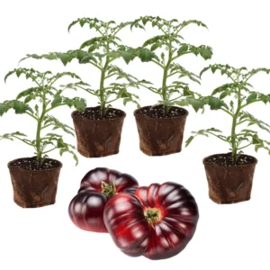 Heirloom Tomato Plants Live - 4 Pack - Garden Ready - 6-8 Inch